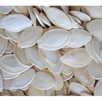 wholesale shine skin pumpkin seeds in shell